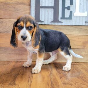 Beagle Puppy Scout