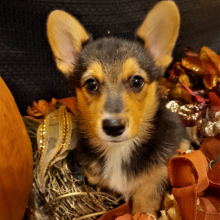 Pembroke Welsh Corgi Puppy Raven