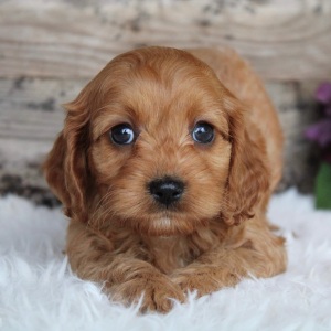 Cockapoo Puppy Jackie
