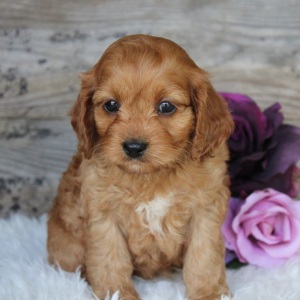 Cockapoo Puppy Jackie