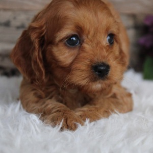 Cockapoo Puppy Jackie