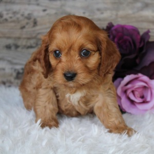 Cockapoo Puppy Jackie