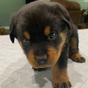 Rottweiler Puppy Hermione