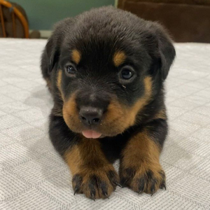 Rottweiler Puppy Hermione