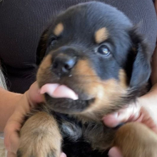 Rottweiler Puppy Hermione