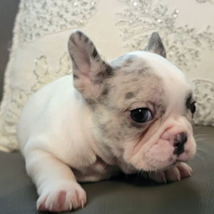 French Bulldog Puppy Anjolina