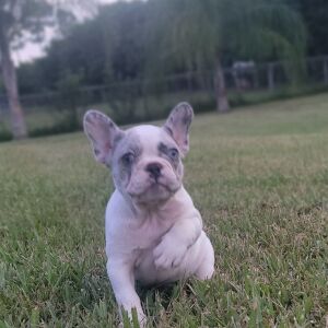 French Bulldog Puppy Anjolina