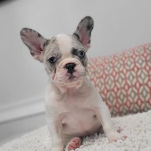 French Bulldog Puppy Anjolina