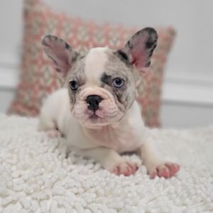 French Bulldog Puppy Anjolina
