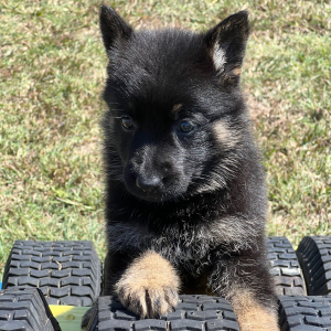 German Shepherd Dog Puppy Riccaa