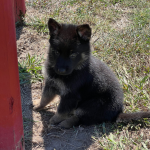 German Shepherd Dog Puppy Riccaa