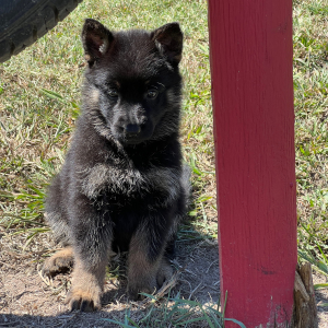 German Shepherd Dog Puppy Riccaa