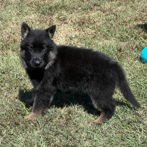 German Shepherd Dog Puppy Riccaa