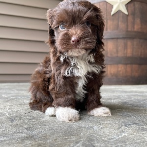 Havapoo Puppy Jenny