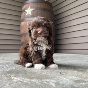 Havapoo Puppy Jenny