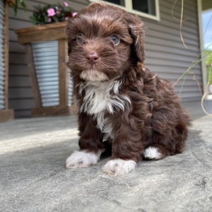 Havapoo Puppy Jenny