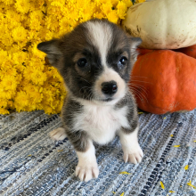 Pembroke Welsh Corgi Puppy Missy