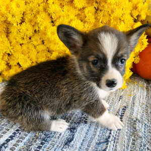 Pembroke Welsh Corgi Puppy Missy
