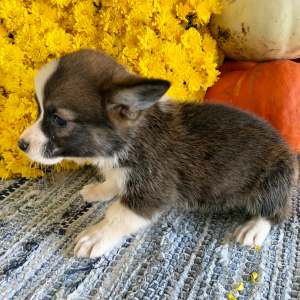 Pembroke Welsh Corgi Puppy Missy
