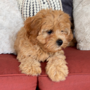 Cavapoo Puppy Sweet Pumpkin