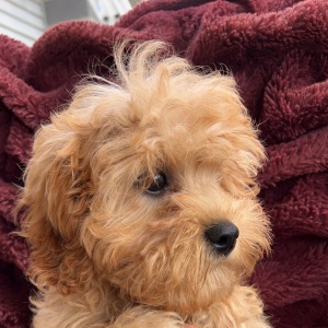 Cavapoo Puppy Sweet Pumpkin
