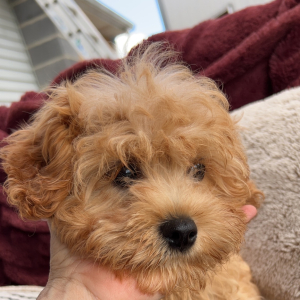 Cavapoo Puppy Sweet Pumpkin