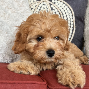 Cavapoo Puppy Sweet Pumpkin