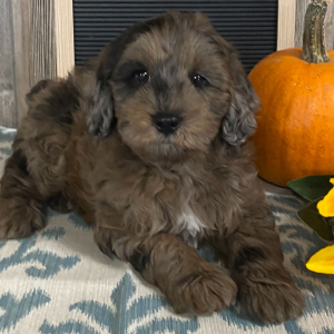 Aussiedoodle Puppy Bender