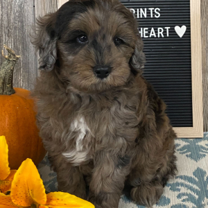 Aussiedoodle Puppy Bender