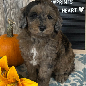 Aussiedoodle Puppy Bender