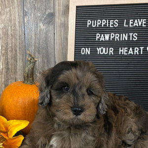Aussiedoodle Puppy Bender