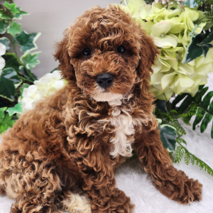 Poodle Puppy Landon