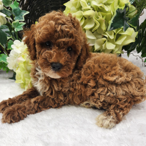 Poodle Puppy Landon