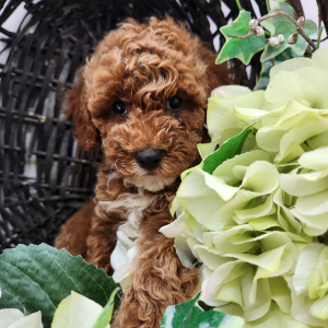 Poodle Puppy Landon