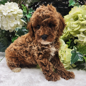 Poodle Puppy Landon