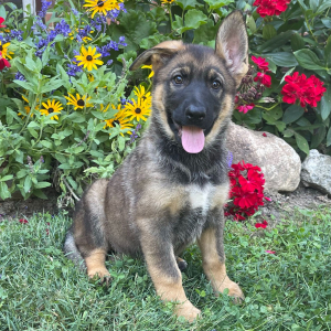 German Shepherd Dog Puppy Gianna