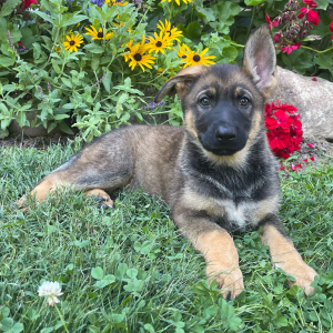 German Shepherd Dog Puppy Gianna