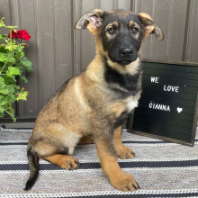 German Shepherd Dog Puppy Gianna