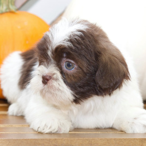 Shih Tzu Puppy Braxton