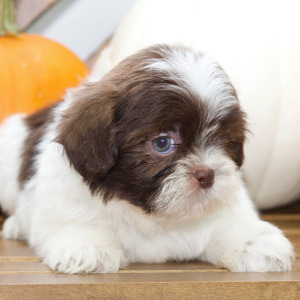Shih Tzu Puppy Braxton