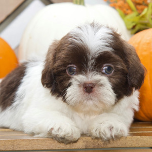 Shih Tzu Puppy Braxton