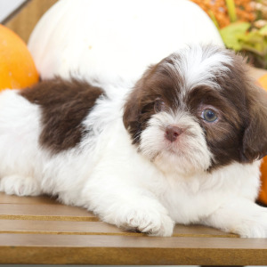 Shih Tzu Puppy Braxton