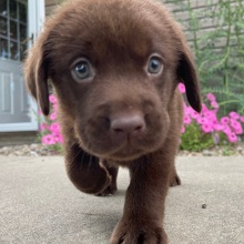 Labrador Retriever Puppy Pablo