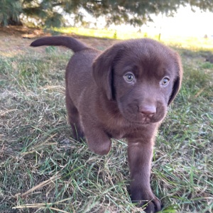 Labrador Retriever Puppy Pablo