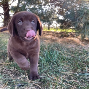 Labrador Retriever Puppy Pablo