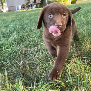 Labrador Retriever Puppy Pablo
