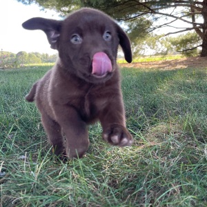 Labrador Retriever Puppy Pablo