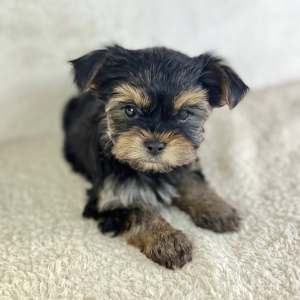 Yorkshire Terrier Puppy Angel