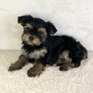Yorkshire Terrier Puppy Angel