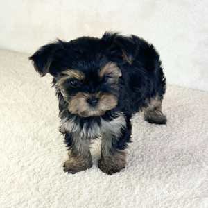 Yorkshire Terrier Puppy Angel